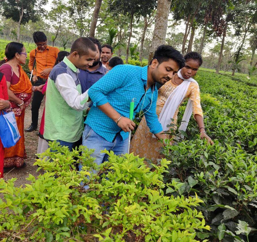 Image of Feel of tea leaf